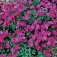 Aubrieta_Blauwkussen_Red_King