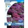 aubrieta_cascade_mix