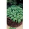 basilicum_zaaimat