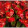 Begonia_semperflorens_Red_Comet