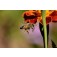bloemenmix_Tübinger_bij