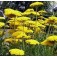 Achillea_filipendulina_Duizendblad