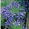 Agapanthus_headbourne
