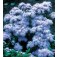 Ageratum_houstonianum_Blue_Mink_Leverbalsem