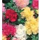 Stokroos_Alcea_rosea_Majorette_gemengd