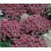 Alyssum_maritima_Oriental_Nights_Schildzaad