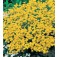 Alyssum_saxatile_Compactum_Gold_Dust