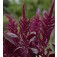 Amaranthus_cruentus_Oeschberg