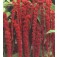 Amaranthus_caudatus