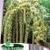 Amaranthus_caudatus_Green_Cascade
