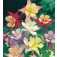 Aquilegia_caerulea_McKana_Giant