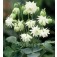Aquilegia_vulgaris_Lime_Sorbet