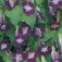 Asarina_scandens_Formula_mix