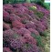 Aubrieta_coltorum_Cascade_mix