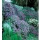 Aubrieta_cultorum_mix_blauwkussen