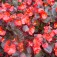 Begonia_semperflorens_Red_Comet