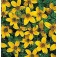 Bidens_humilis_Golden_Eye