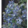 Borago_officinalis_Komkommerkruid