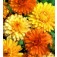 Calendula_officinalis_Art_Shades_Goudsbloem