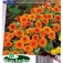 Calendula_officinalis_Orange_Gitana_Goudsbloem
