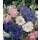 Campanula_medium_Kop_en_Schotel_Mariëttebklokje