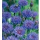 Centaurea_cyanus_Double_Blue_Korenbloem