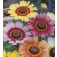 Chrysanthemum_carinatum_Tricolor_Ganzebloem