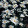 Chrysanthemum_leucanthemum_White_Breeze_Margriet