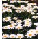 Margriet_Chrysanthemum_maximum_Alaska