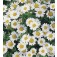 Margriet_Chrysanthemum_paludosum