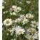 Chrysanthemum_Leucanthemum_vulgare_Margriet