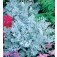 Askruid_Cineraria_maritima_Silver_Dust