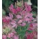 Cleome_hassleriana_Cherry_Queen_Kattensnor