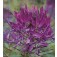 Cleome_hassleriana_Violet_Queen_Kattensnor