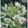 Cleome_hassleriana_White_Queen_Kattensnor