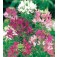 Cleome_hassleriana_Colour_Fountain_mix