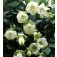 Cobaea_scandens_Alba_Klokwinde