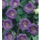 Cobaea_scandens_violette_Klokwinde