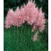 Cortaderia_selloana_Pink_Feather_roze