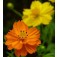 Cosmos_sulphureus_Ladybird_gemengd