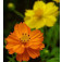 Cosmos_cosmea