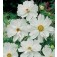 Cosmos_bipinnatus_Pshyche_White