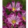 Cosmos_bipinnatus_Seashells_Red_Cosmea