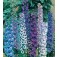 Delphinium_cultorum_Pacific_Giants_mix_Ridderspoor