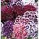 Dianthus_barbatus_Electron_mix