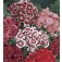 Duizendschoon_Dianthus_barbatus_mix