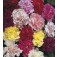 Dianthus_caryophyllus_mix_Tuinanjer
