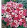 Dianthus_chinensis_Baby_Doll_mix