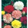 Tuinanjer_Dianthus_caryophyllus_Chabaud_Giant_mix