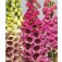 vingerhoedskruid_digitalis_regal_splendour